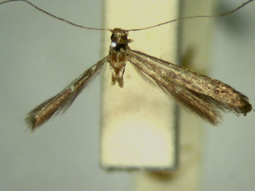 /filer/webapps/moths_gc/media/images/C/cryphia_Caloptilia_HT_TMSA5660.jpg