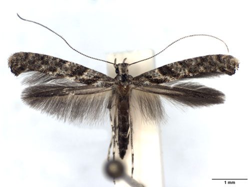 /filer/webapps/moths_gc/media/images/C/cuculipennella_Caloptilia_A_WJDP.jpg