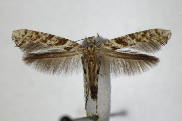 /filer/webapps/moths_gc/media/images/C/cuculipennella_Caloptilia_A_ZSM_2.jpg