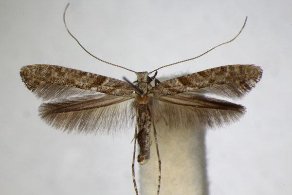 /filer/webapps/moths_gc/media/images/C/cuculipennella_Caloptilia_A_ZSM_3.jpg