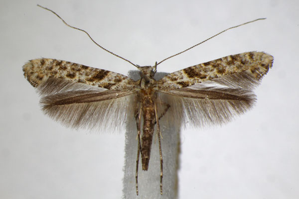 /filer/webapps/moths_gc/media/images/C/cuculipennella_Caloptilia_A_ZSM_4.jpg