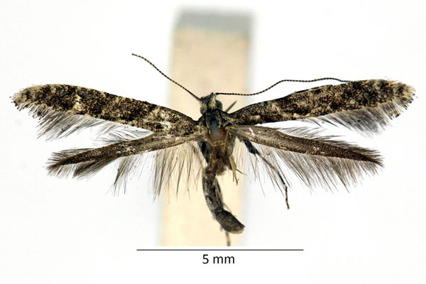 /filer/webapps/moths_gc/media/images/C/cuculipennella_Caloptilia_iM_01_LR.jpg