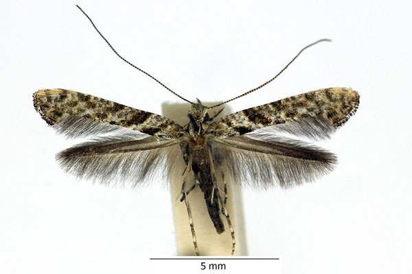 /filer/webapps/moths_gc/media/images/C/cuculipennella_Caloptilia_iW_01_LR.jpg
