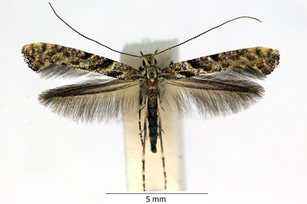 /filer/webapps/moths_gc/media/images/C/cuculipennella_Caloptilia_iW_02_LR.jpg