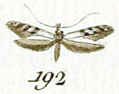 /filer/webapps/moths_gc/media/images/C/cuculipennella_Tinea_HT_Huebner_28-192.jpg