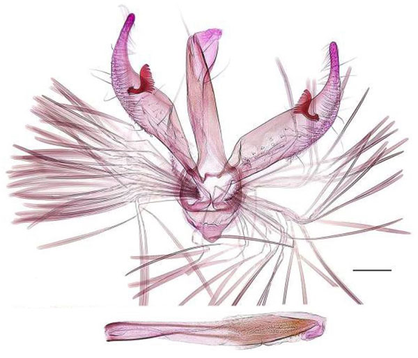 /filer/webapps/moths_gc/media/images/C/cuneata_Spulerina_GMHT_RBINS.jpg