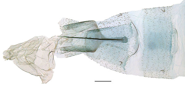/filer/webapps/moths_gc/media/images/C/cuneata_Spulerina_abdomen_Sruoga-et-De-Prins_2023_103.jpg