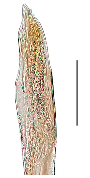 /filer/webapps/moths_gc/media/images/C/cuneata_Spulerina_aedeagus2_Sruoga-et-De-Prins_2023_103.jpg