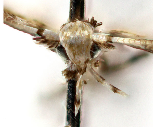 /filer/webapps/moths_gc/media/images/C/cuneata_Spulerina_head_Sruoga-et-De-Prins_2023_103.jpg