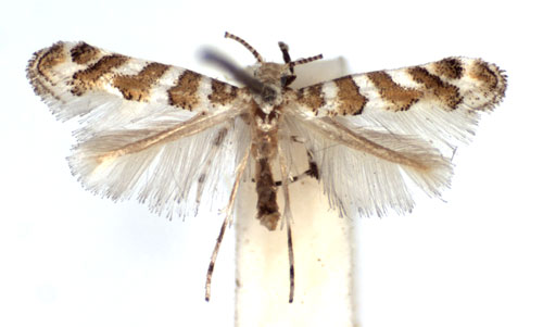 /filer/webapps/moths_gc/media/images/C/cupediella_Cupedia_A_WJDP.jpg