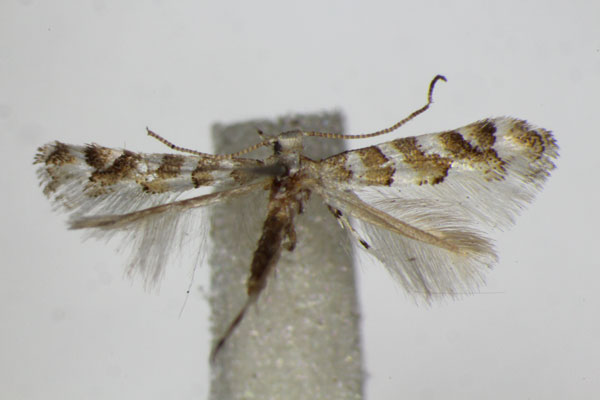 /filer/webapps/moths_gc/media/images/C/cupediella_Cupedia_A_ZSM.jpg