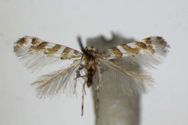 /filer/webapps/moths_gc/media/images/C/cupediella_Cupedia_A_ZSM_2.jpg