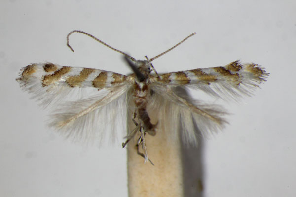 /filer/webapps/moths_gc/media/images/C/cupediella_Cupedia_A_ZSM_4.jpg