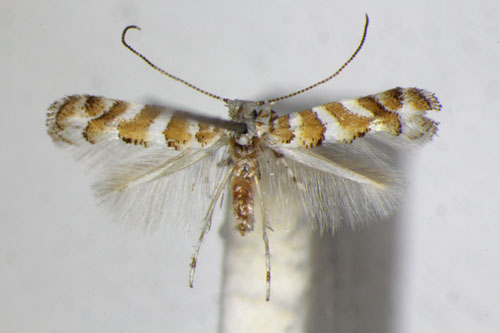 /filer/webapps/moths_gc/media/images/C/cupediella_Cupedia_A_ZSM_5.jpg
