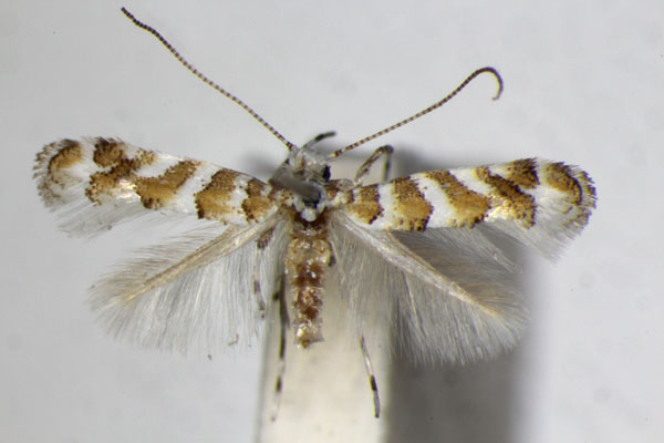 /filer/webapps/moths_gc/media/images/C/cupediella_Cupedia_A_ZSM_6.jpg