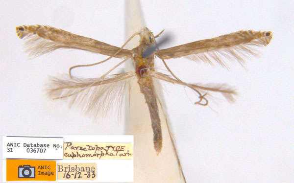 /filer/webapps/moths_gc/media/images/C/cuphomorpha_Metacercops_HT_ANIC.jpg