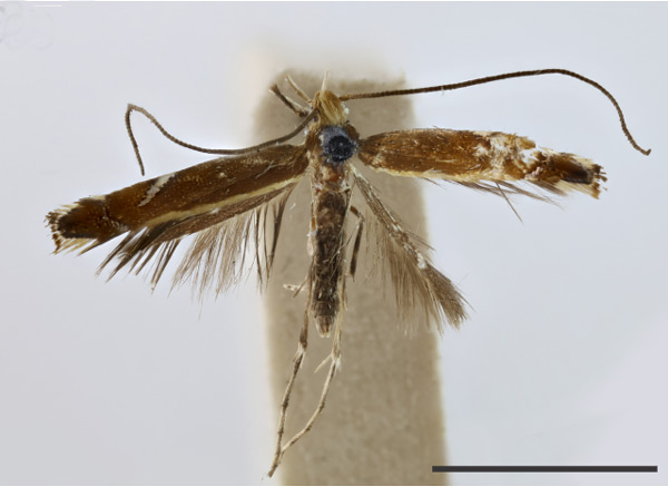 /filer/webapps/moths_gc/media/images/C/cupreella_Neurostrota_HT_BMNH.jpg