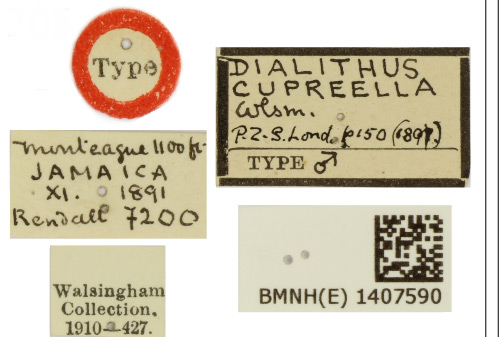 /filer/webapps/moths_gc/media/images/C/cupreella_Neurostrota_HT_BMNH_Label.jpg