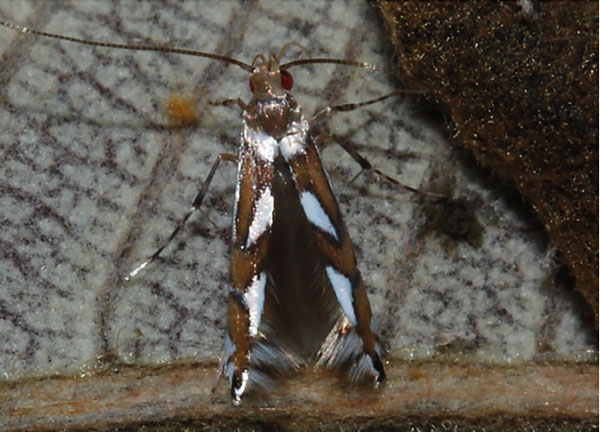 /filer/webapps/moths_gc/media/images/C/curatellifoliae_Leucocercops_A_Triberti-2024_34.jpg