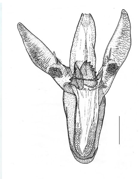 /filer/webapps/moths_gc/media/images/C/curatellifoliae_Leucocercops_GM_Triberti-2024_39.jpg