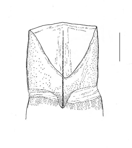 /filer/webapps/moths_gc/media/images/C/curatellifoliae_Leucocercops_S8_Triberti-2024_39.jpg