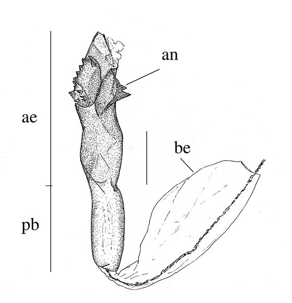/filer/webapps/moths_gc/media/images/C/curatellifoliae_Leucocercops_aedeagus_Triberti-2024_39.jpg