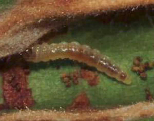 /filer/webapps/moths_gc/media/images/C/curatellifoliae_Leucocercops_larva_Triberti-2024_47.jpg