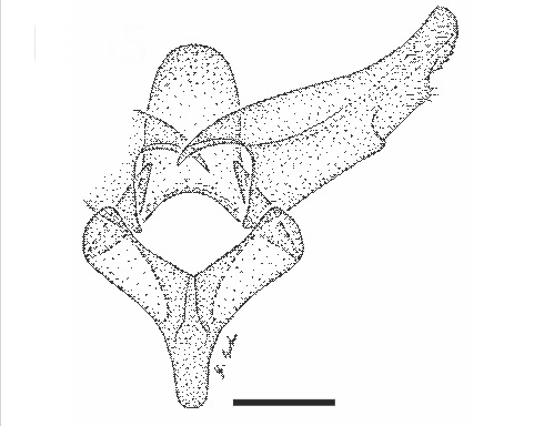 /filer/webapps/moths_gc/media/images/C/curcassi_Neurobathra_GM_USNM.jpg