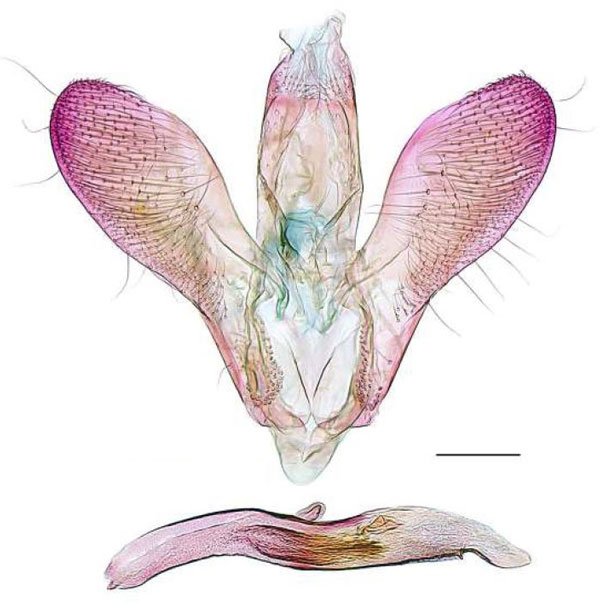 /filer/webapps/moths_gc/media/images/C/curvatum_Cryptolectica_GMHT_RBINS.jpg