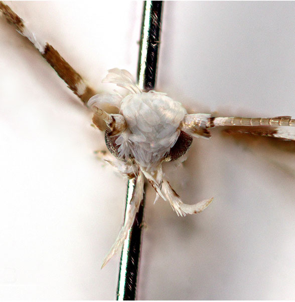 /filer/webapps/moths_gc/media/images/C/curvatum_Cryptolectica_head_Sruoga-et-De-Prins_2023_84.jpg
