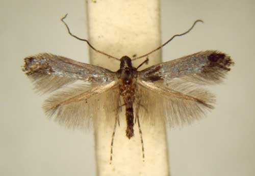 /filer/webapps/moths_gc/media/images/C/cyanolampra_Corythoxestis_PT_TMSA6343.jpg