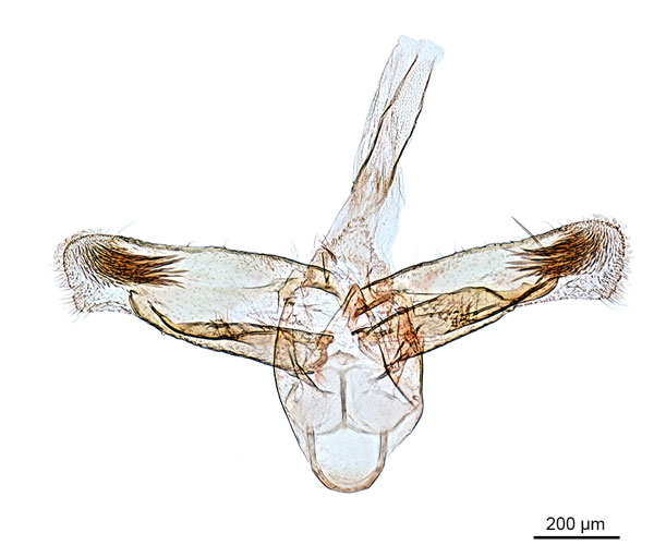 /filer/webapps/moths_gc/media/images/C/cyanospila_Conopomorpha_PLT_GM_BMNH_22189.jpg