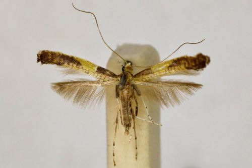 /filer/webapps/moths_gc/media/images/C/cyanoxantha_Caloptlia_HT_BMNH(E)-1055791.jpg