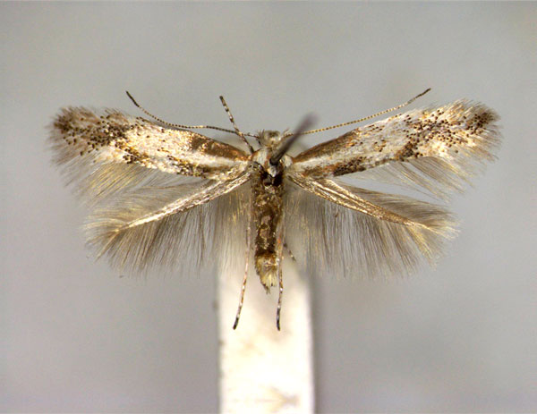 /filer/webapps/moths_gc/media/images/C/cytisella_Phyllonorycter_A_2_EIHU.jpg