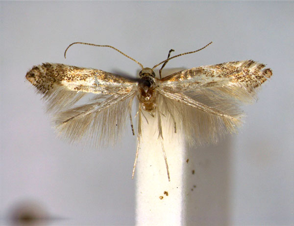 /filer/webapps/moths_gc/media/images/C/cytisella_Phyllonorycter_A_EIHU.jpg