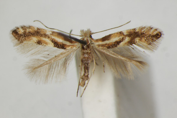 /filer/webapps/moths_gc/media/images/C/cytisella_Phyllonorycter_A_ZSM.jpg