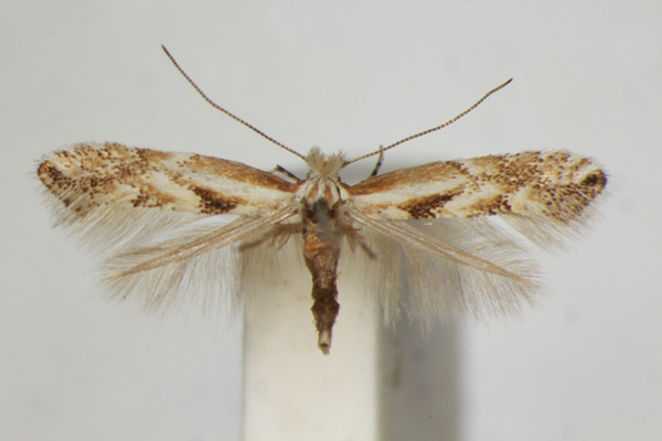 /filer/webapps/moths_gc/media/images/C/cytisella_Phyllonorycter_A_ZSM_3.jpg