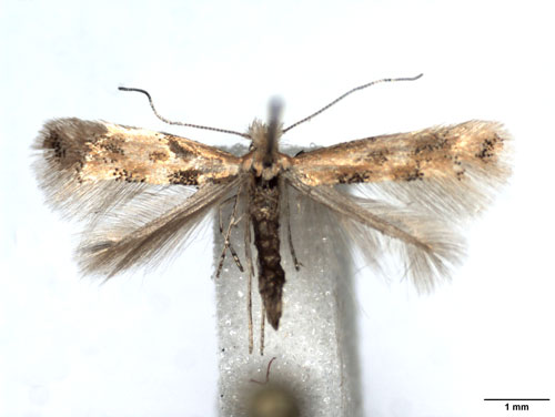 /filer/webapps/moths_gc/media/images/C/cytisifoliae_Phyllonorycter_A_WJDP_01.jpg