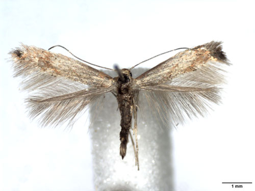 /filer/webapps/moths_gc/media/images/C/cytisifoliae_Phyllonorycter_A_WJDP_02.jpg
