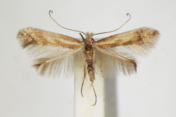 /filer/webapps/moths_gc/media/images/C/cytisifoliae_Phyllonorycter_A_ZSM_2.jpg