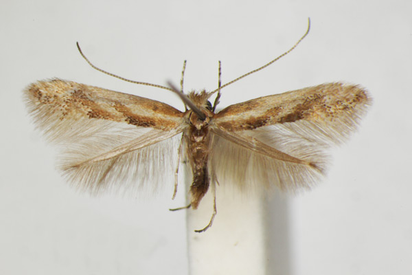 /filer/webapps/moths_gc/media/images/C/cytisifoliae_Phyllonorycter_A_ZSM_4.jpg
