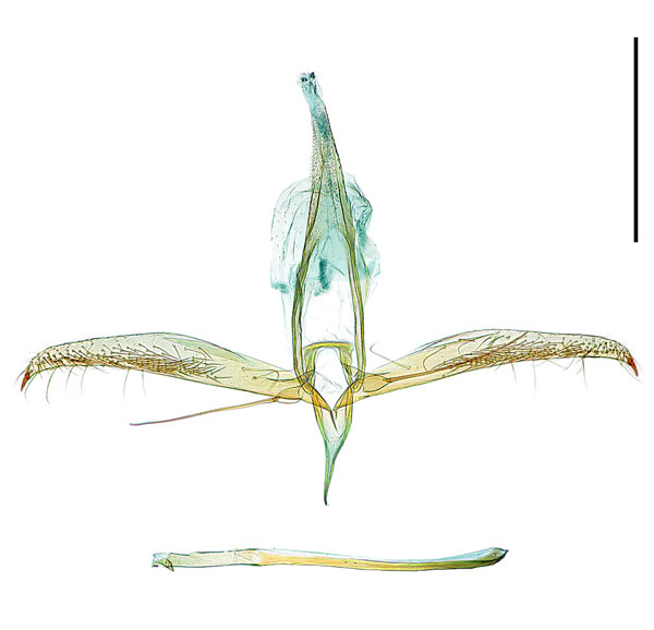 /filer/webapps/moths_gc/media/images/D/daehana_Phyllonorycter_HT_GM_Kim_etal_2024_400.jpg