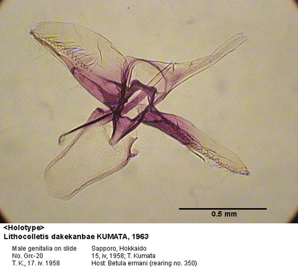 /filer/webapps/moths_gc/media/images/D/dakekambae_Phyllonorycter_GM_HT_20_EIHU.jpg