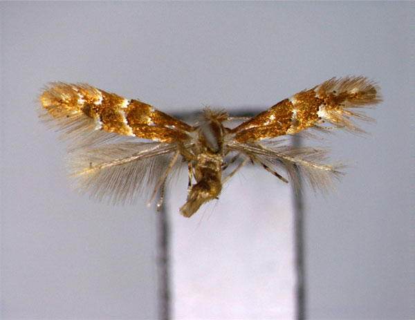 /filer/webapps/moths_gc/media/images/D/dakekenbae_Phyllonorycter_A.jpg