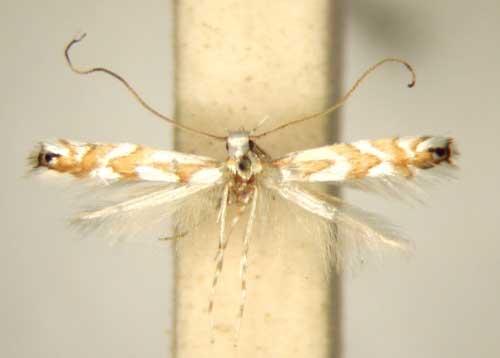 /filer/webapps/moths_gc/media/images/D/dasmophora_Leucocercops_MT_TMSA6262.jpg