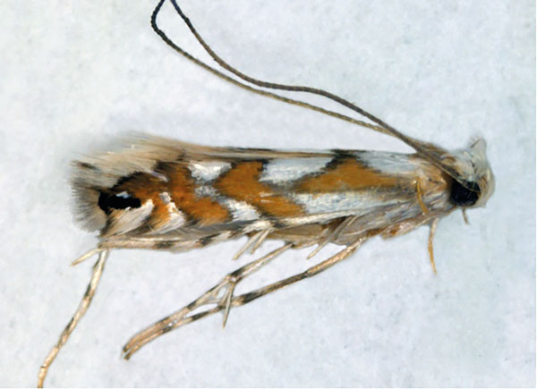 /filer/webapps/moths_gc/media/images/D/dasmophora_Leucocercops_Triberti-etal_2024_33.jpg