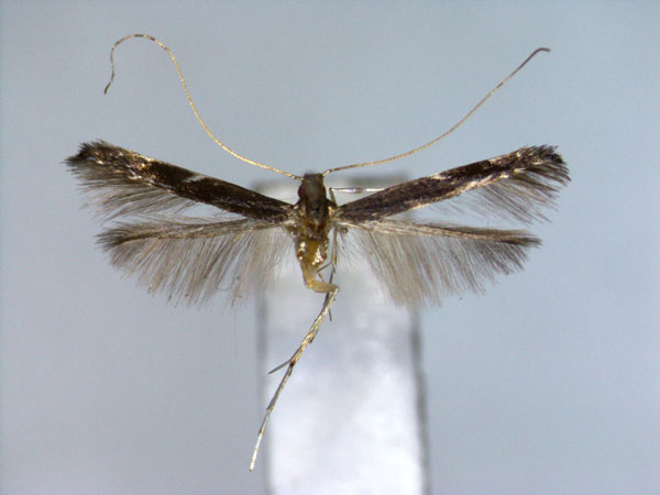 /filer/webapps/moths_gc/media/images/D/defigurata_Acrocercops_A_EIHU.jpg