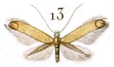 /filer/webapps/moths_gc/media/images/D/delitella_Elachista_HT_Duponchel_87-13.jpg