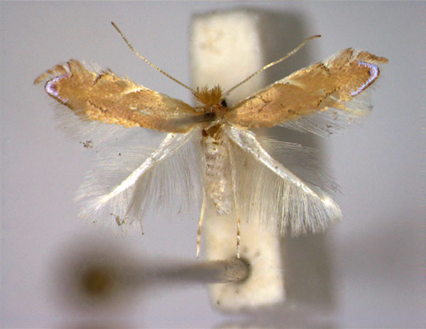 /filer/webapps/moths_gc/media/images/D/delitella_Phyllonorycter_A_.jpg