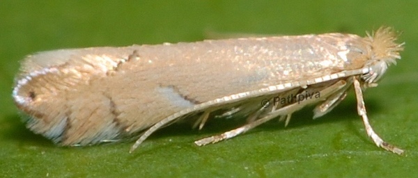 /filer/webapps/moths_gc/media/images/D/delitella_Phyllonorycter_A_PathPiva.jpg